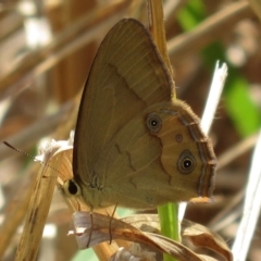 Hypocysta metirius (Brown Ringlet) at Eurobodalla National Park - 9 Oct 2018 by RobParnell