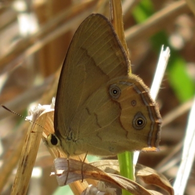 Hypocysta metirius (Brown Ringlet) at Eurobodalla National Park - 9 Oct 2018 by RobParnell