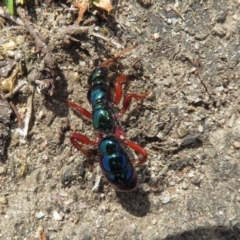 Diamma bicolor (Blue ant, Bluebottle ant) at Eurobodalla National Park - 9 Oct 2018 by RobParnell