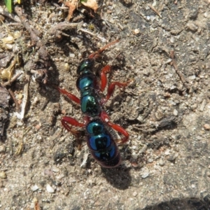 Diamma bicolor at Mystery Bay, NSW - 9 Oct 2018 09:56 AM