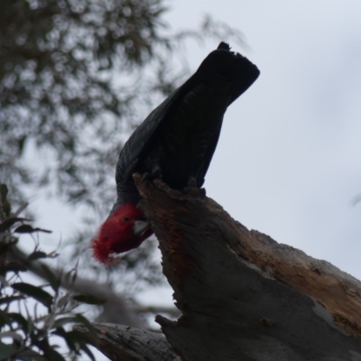 Callocephalon fimbriatum (Gang-gang Cockatoo) at Mount Ainslie - 12 Oct 2018 by WalterEgo