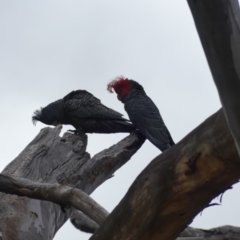 Callocephalon fimbriatum at Ainslie, ACT - 12 Oct 2018