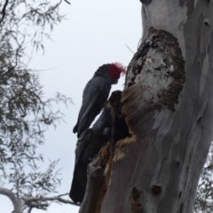 Callocephalon fimbriatum at Ainslie, ACT - 12 Oct 2018