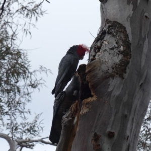 Callocephalon fimbriatum at Ainslie, ACT - suppressed