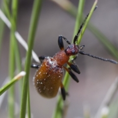 Ecnolagria grandis (Honeybrown beetle) at Michelago, NSW - 7 Nov 2017 by Illilanga