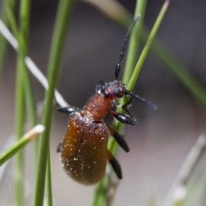 Ecnolagria grandis at Michelago, NSW - 7 Nov 2017