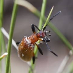 Ecnolagria grandis at Michelago, NSW - 7 Nov 2017