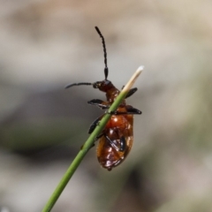 Ecnolagria grandis at Michelago, NSW - 7 Nov 2017