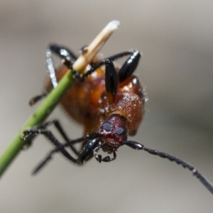 Ecnolagria grandis at Michelago, NSW - 7 Nov 2017 11:36 AM