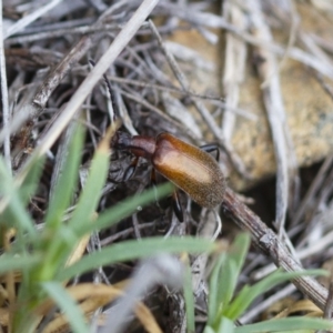 Ecnolagria grandis at Michelago, NSW - 26 Oct 2017 02:00 PM