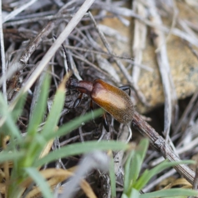 Ecnolagria grandis (Honeybrown beetle) at Michelago, NSW - 26 Oct 2017 by Illilanga