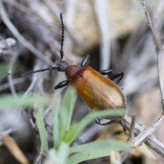 Ecnolagria grandis at Michelago, NSW - 26 Oct 2017 02:00 PM