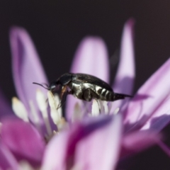 Mordellidae (family) (Unidentified pintail or tumbling flower beetle) at Michelago, NSW - 15 Oct 2017 by Illilanga