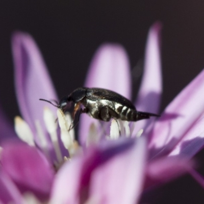 Mordellidae (family) (Unidentified pintail or tumbling flower beetle) at Illilanga & Baroona - 15 Oct 2017 by Illilanga