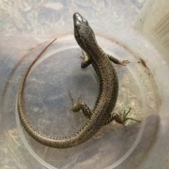 Eulamprus heatwolei (Yellow-bellied Water Skink) at Wandella, NSW - 12 Oct 2018 by RobParnell