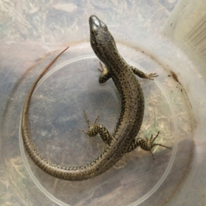 Eulamprus heatwolei at Wandella, NSW - 12 Oct 2018 03:47 PM