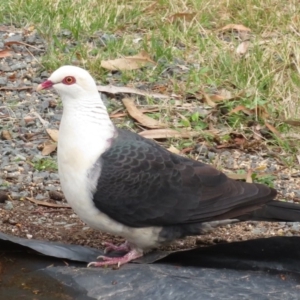 Columba leucomela at Wandella, NSW - 11 Oct 2018 04:43 PM