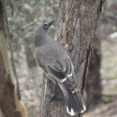 Strepera versicolor (Grey Currawong) at Mount Majura - 11 Oct 2018 by KumikoCallaway