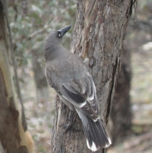 Strepera versicolor at Watson, ACT - 12 Oct 2018 09:25 AM