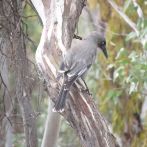 Strepera versicolor at Watson, ACT - 12 Oct 2018 09:25 AM