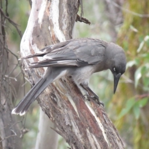 Strepera versicolor at Watson, ACT - 12 Oct 2018 09:25 AM