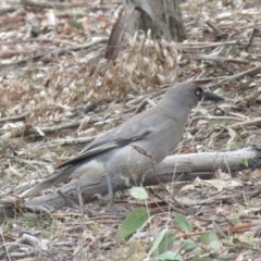 Strepera versicolor at Watson, ACT - 12 Oct 2018 09:25 AM