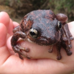 Litoria peronii at Wandella, NSW - 12 Oct 2018