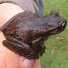 Litoria peronii at Wandella, NSW - 12 Oct 2018 09:05 AM