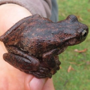 Litoria peronii at Wandella, NSW - 12 Oct 2018 09:05 AM