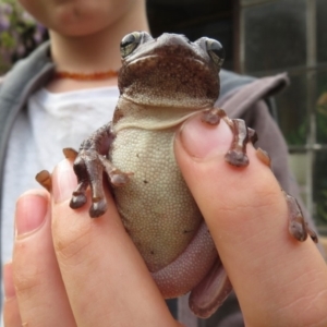 Litoria peronii at Wandella, NSW - 12 Oct 2018 09:05 AM