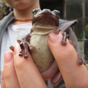 Litoria peronii at Wandella, NSW - 12 Oct 2018