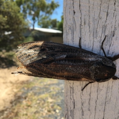 Endoxyla encalypti (Wattle Goat Moth) at Paddys River, ACT - 17 Jan 2017 by simonstratford