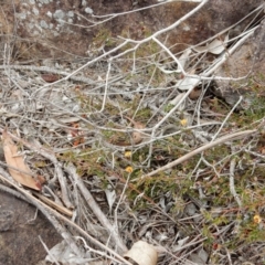 Bossiaea buxifolia (Matted Bossiaea) at Latham, ACT - 12 Oct 2018 by Rosie