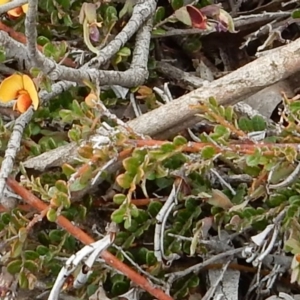 Bossiaea buxifolia at Latham, ACT - 12 Oct 2018