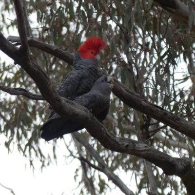 Callocephalon fimbriatum (Gang-gang Cockatoo) at Mount Ainslie - 12 Oct 2018 by WalterEgo