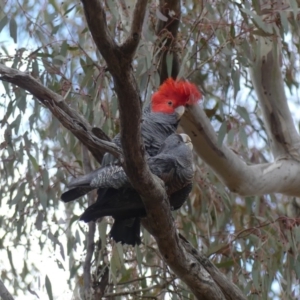 Callocephalon fimbriatum at Ainslie, ACT - 12 Oct 2018