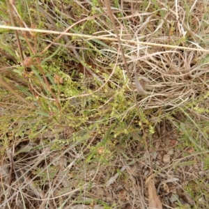 Galium gaudichaudii subsp. gaudichaudii at Latham, ACT - 12 Oct 2018