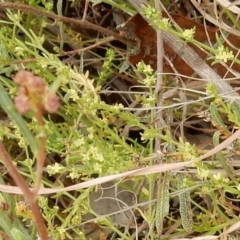 Galium gaudichaudii subsp. gaudichaudii at Latham, ACT - 12 Oct 2018