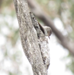 Daphoenositta chrysoptera (Varied Sittella) at Watson, ACT - 12 Oct 2018 by KumikoCallaway