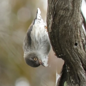 Daphoenositta chrysoptera at Watson, ACT - 12 Oct 2018