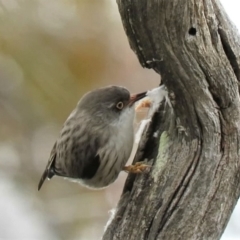 Daphoenositta chrysoptera at Watson, ACT - 12 Oct 2018 12:02 PM