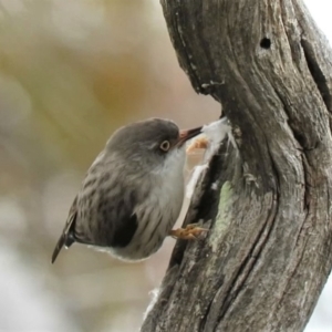 Daphoenositta chrysoptera at Watson, ACT - 12 Oct 2018