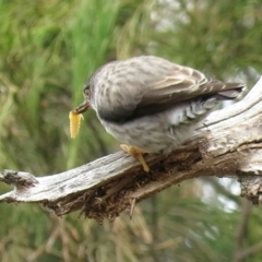 Daphoenositta chrysoptera at Watson, ACT - 12 Oct 2018