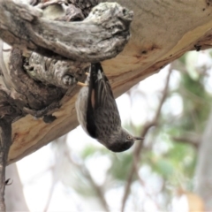 Daphoenositta chrysoptera at Watson, ACT - 12 Oct 2018