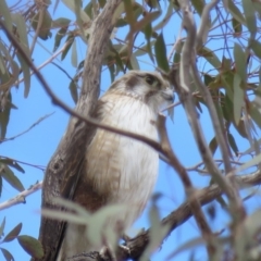 Falco berigora (Brown Falcon) at Mount Majura - 12 Oct 2018 by KumikoCallaway