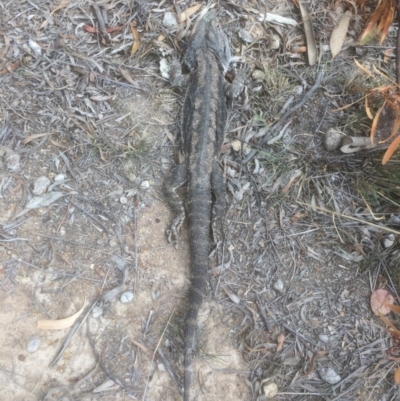 Pogona barbata (Eastern Bearded Dragon) at Red Hill to Yarralumla Creek - 12 Oct 2018 by KL