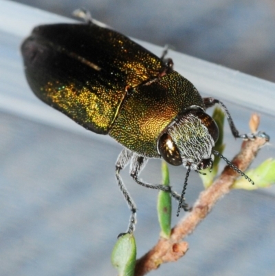 Melobasis propinqua (Propinqua jewel beetle) at Dunlop, ACT - 11 Oct 2018 by Harrisi
