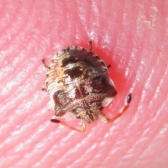 Pentatomidae (family) (Shield or Stink bug) at Molonglo Gorge - 8 Oct 2018 by Harrisi