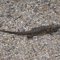 Pogona barbata (Eastern Bearded Dragon) at QPRC LGA - 10 Feb 2012 by natureguy