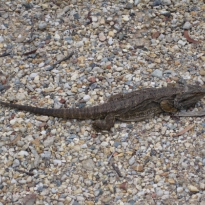 Pogona barbata (Eastern Bearded Dragon) at QPRC LGA - 10 Feb 2012 by natureguy